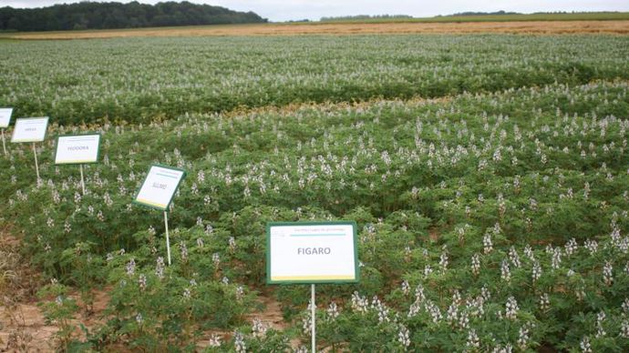 Au vu des résultats d’expérimentation, Noriap estime que le lupin possède un fort potentiel de développement dans les régions Hauts-de-France et Seine-Maritime. © B. CAILLIEZ